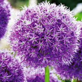 allium-czosnek-ozdobny-his-excellency-1szt-cebulki-kwiatowe-czosnki-ozdobne