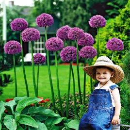 allium-czosnek-ozdobny-mars-1-szt-cebulki-kwiatowe-czosnki-ozdobne