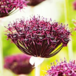 allium-czosnek-ozodbny-atropurpureum-3-szt-cebulki-kwiatowe-czosnki-ozdobne
