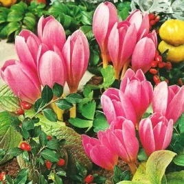 colchicum-zimowit-jesienny-lilac-wonder-1-szt-cebulki-cebule-kwiatowe