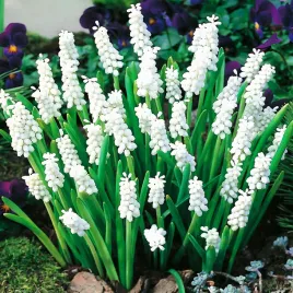 muscari-szafirek-album-10-szt-szafirki-cebulki-cebule-szafirkow