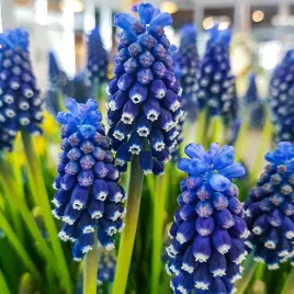 muscari-szafirek-night-eyes-10-szt-szafirki-cebulki-cebule-szafirkow