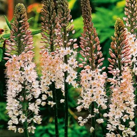 eremurus-pustynnik-himalajski-robustus-rozowy-1-szt-sadzonka-sadzonki