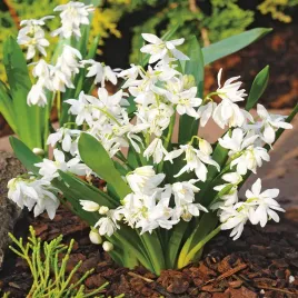 scilla-sibirica-white-cebulica-syberyjska-biala-5-szt-cebulki-kwiatowe