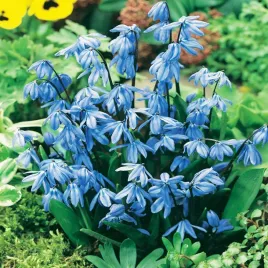 scilla-sibirica-cebulica-syberyjska-5-szt-cebulki-cebule-kwiatowe