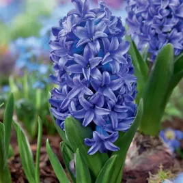 hyacinthus-hiacynt-blue-pearl-xxl-3-szt-cebulki-kwiatowe-cebule-hiacynto