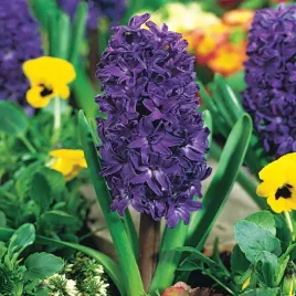 hiacynt-purple-star-3-szt-cebulki-kwiatowe-cebule-hiacyntow