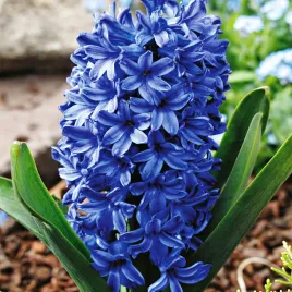 hiacynt-blue-star-3-szt-hiacynty-cebulki-cebule-hiacyntow-kwiaty
