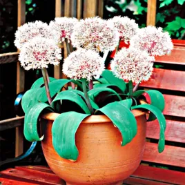 allium-czosnek-ozdobny-ivory-queen-3-szt-cebulki-kwiatowe-czosnki-ozdobne