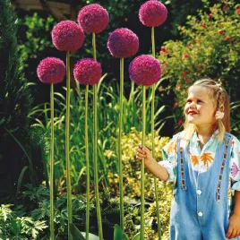 allium-giganteum-czosnek-ozdobny-olbrzymi-1-szt-cebulki-czosnki-ozdobne