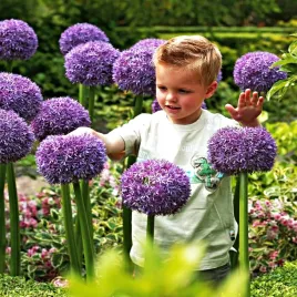allium-czosnek-ozdobny-ambassador-1-szt-cebulki-kwiatowe-czosnki-ozdobne