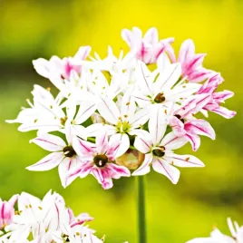 allium-czosnek-ozodbny-cameleon-5-szt-cebulki-kwiatowe-czosnki-ozdobne