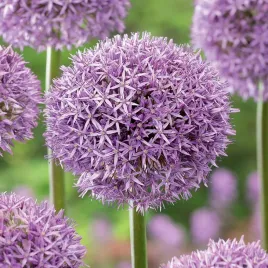 allium-czosnek-ozdobny-stipitatum-1-szt-cebulki-kwiatowe-czosnki-ozdobne