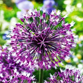 allium-czosnek-ozdobny-akbulak-3-szt-cebulki-kwiatowe-czosnki-ozdobne