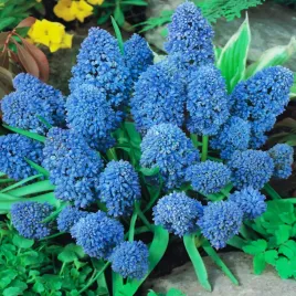 muscari-szafirek-blue-spike-10-szt-szafirki-cebulki-cebule-szafirkow