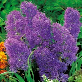 muscari-szafirek-plumosum-10-szt-szafirki-cebulki-cebule-szafirkow
