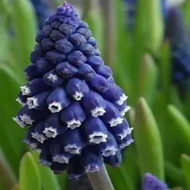 muscari-szafirek-joyce-spirit-10-szt-szafirki-cebulki-cebule-szafirkow