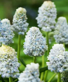 muscari-szafirek-nature-s-beauty-10-szt-szafirki-cebulki-cebule-szafirkow
