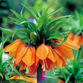 fritillaria-szachownica-korona-cesarska-aurora-1szt-cebulki-cebule-kwiatowe