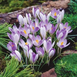 krokus-wiosenny-lilac-beauty-10-szt-krokusy-cebulki-cebule-krokusow