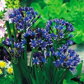 scilla-peruviana-cebulica-peruwianska-1-szt-cebulki-cebule-kwiatowe