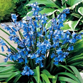 scilla-cebulica-hiszpanska-niebieska-5-szt-cebulki-cebule-kwiatowe