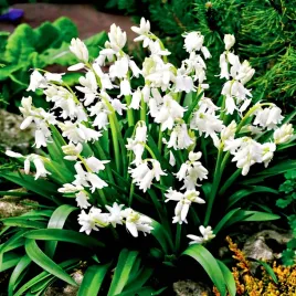 scilla-cebulica-hiszpanska-biala-5-szt-cebulki-cebule-kwiatowe