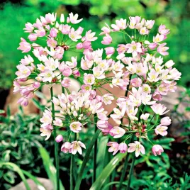 allium-roseum-czosnek-ozdobny-rozowy-10szt-cebulki-kwiatowe-czosnki-ozdobne