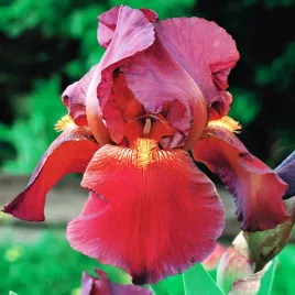 irys-germanica-brodkowy-red-zinger-1-szt-irysy-sadzonki-irysow-kosaciec