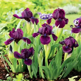 irys-pumila-niski-cherry-garden-1-szt-irysy-sadzonki-irysow-kosaciec