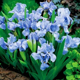 irys-pumila-niski-truly-1-szt-irysy-sadzonki-irysow-kosaciec