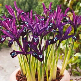 iris-reticulata-zylkowany-pauline-10-szt-irysy-cebulki-irysow-kosaciec