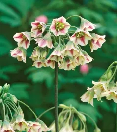 allium-siculum-czosnek-ozdobny-sztyletowy-3-szt-cebulki-czosnki-ozdobne