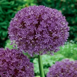 allium-czosnek-ozdobny-purple-sensation-3-szt-cebulki-czosnki-ozdobne