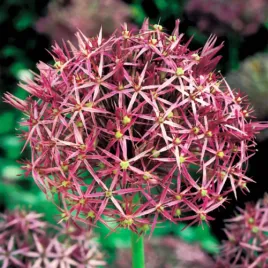 allium-christophii-czosnek-ozdobny-krzysztofa-3-szt-cebulki-czosnki-ozdobne