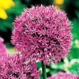 allium-aflatunense-czosnek-ozodbny-aflatunenski-3szt-cebulki-czosnki-ozdobn