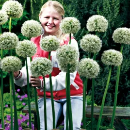 allium-czosnek-ozdobny-white-giant-1-szt-cebulki-kwiatowe-czosnki-ozdobne