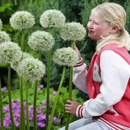 allium-czosnek-ozdobny-mont-blanc-1-szt-cebulki-kwiatowe-czosnki-ozdobne