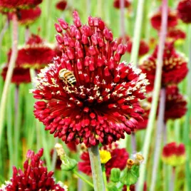 allium-czosnek-ozdobny-red-mohican-1-szt-cebulki-kwiatowe-czosnki-ozdobne