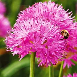 allium-czosnek-ozdobny-carolinianum-3-szt-cebulki-kwiatowe-czosnki-ozdobne
