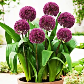 allium-czosnek-ozdobny-ostara-1-szt-cebulki-kwiatowe-czosnki-ozdobne
