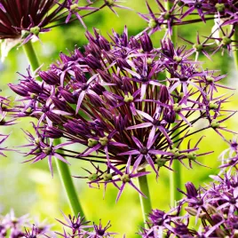 allium-czosnek-ozdobny-metallic-shine-1szt-cebulki-kwiatowe-czosnki-ozdobne