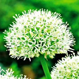 allium-czosnek-ozdobny-mount-everest-1-szt-cebulki-kwiatowe-czosnki-ozdobne