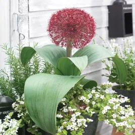 allium-czosnek-ozdobny-red-giant-1-szt-cebulki-kwiatowe-czosnki-ozdobne