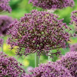 allium-czosnek-ozdobny-magic-3-szt-cebulki-kwiatowe-czosnki-ozdobne