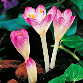 colchicum-cilicium-zimowit-jesienny-bizantyjski-1szt-cebule-kwiatowe