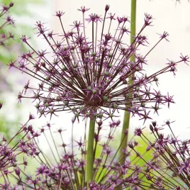 allium-czosnek-ozdobny-toabago-3-szt-cebulki-kwiatowe-czosnki-ozdobne