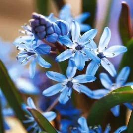 scilla-cebulica-dwulistna-blue-5-szt-cebulki-cebule-kwiatowe