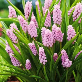 muscari-szafirek-pink-sunrise-1-szt-szafirki-cebulki-cebule-szafirkow