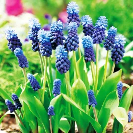 muscari-szafirek-latifolium-10-szt-szafirki-cebulki-cebule-szafirkow